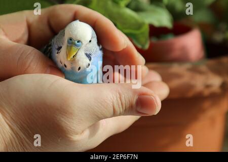 Ein Wellensittich in den Händen eines Mannes. Der Besitzer legte seine Hände um den blauen Papagei. Stockfoto