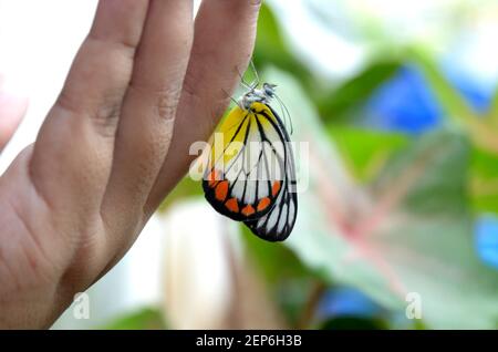 Schmetterling auf Seite Stockfoto