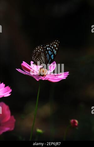 Der blaue Tiger Schmetterling oder tirumala limniace saugt Nektar aus Kosmos Blume, Schmetterlingsgarten in West bengalen, indien Stockfoto