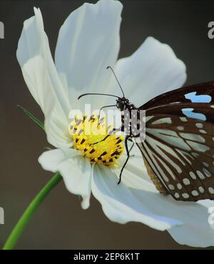 Der blaue Tiger Schmetterling oder tirumala limniace saugt Nektar aus Kosmos Blume, Schmetterlingsgarten in West bengalen, indien Stockfoto