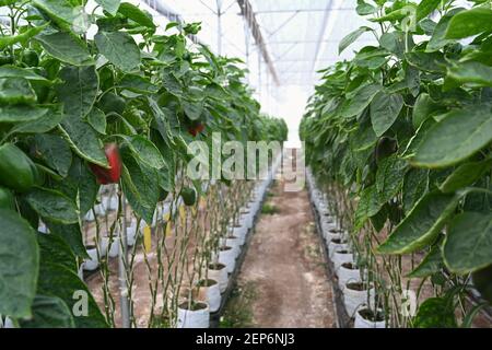 Bild von Pfefferplantagen, die in einem industriellen Gewächshaus wachsen. Stockfoto