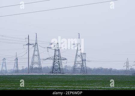 Ein Feld von Winterweizen. Im Hintergrund Hochspannungsleitungen. Stockfoto