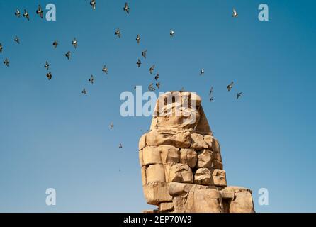 Colossi von Memnon, der Nordkoloss, ist eine massive Steinstatue des Pharao Amenhotep III, mit fliegenden Vögeln Stockfoto