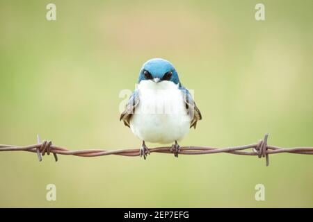 Ein Vorderansicht einer Baumschwalbe (Tachycineta bicolor) in der Nähe von Beaverhill Lake, Alberta, Kanada. Stockfoto