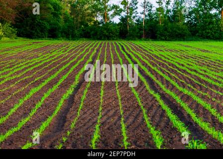 Sprossen von Winterweizen keimten in einer endlosen Feld in glatten Licht grüne Zeilen close-up. Stockfoto