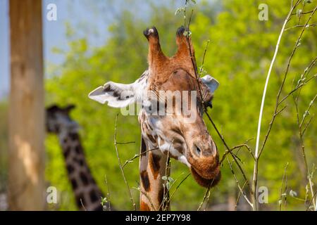 Eine Erwachsene Giraffe mit kleinen Hörnern nagt an jungen Baumzweigen. Nahaufnahme Stockfoto