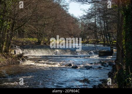 Wooler, Northumberland, Großbritannien. Februar 2021, 26th. UK Wetter, Frühlingsfarbe EIN Blick auf das Wooler Wasser, ein kleiner Fluss, der durch die Stadt Wooler in Northumberland, England, Großbritannien fließt. Wooler, Northumberland, Großbritannien. Februar 2021, 26th. UK Wetter, Frühlingsfarbe EIN Blick auf das Wooler Wasser, ein kleiner Fluss, der durch die Stadt Wooler in Northumberland, England, Großbritannien fließt. Kredit: phil wilkinson/Alamy Live Nachrichten Wooler, Northumberland, Großbritannien. Februar 2021, 26th. UK Wetter, Frühlingsfarbe EIN Blick auf das Wooler Wasser, ein kleiner Fluss, der durch die Stadt Wooler in Northumberland, England, Großbritannien fließt. Kredit: phil wilki Stockfoto