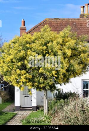 Schöner Mimosa Baum in einem Hüttengarten in Bosham, West Sussex Stockfoto