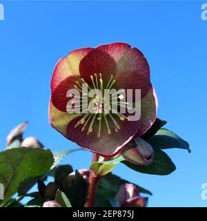 Helleborus Danas Dulcet - Hellebore an einem wunderschönen Frühlingsmorgen in West Sussex. Leeren Sie den blauen Himmel im Hintergrund, um Text hinzuzufügen. Stockfoto