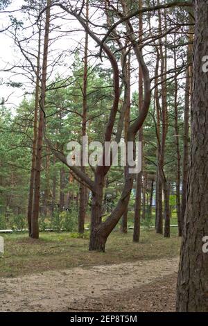 Pinienwald in Palenga nicht weit vom Meer entfernt. Stockfoto