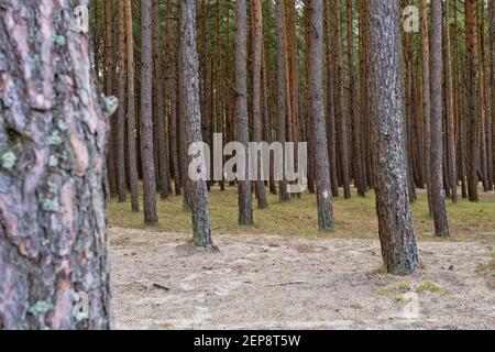 Pinienwald in Palenga nicht weit vom Meer entfernt. Stockfoto