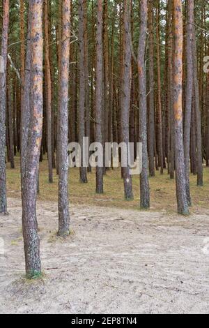 Pinienwald in Palenga nicht weit vom Meer entfernt. Stockfoto