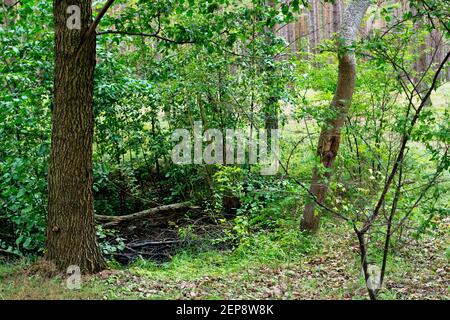 Pinienwald in Palenga nicht weit vom Meer entfernt. Stockfoto