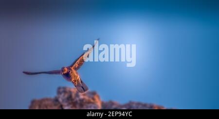 Atlantischer Papageientaucher, Fratercula arctica, der seine Flügel am Klippenrand ausbreitete, bevor er ablegte. Stockfoto