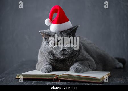 Eine junge große graue britische Katze in runden transparenten Gläsern und einem weihnachtsmann Hut liegt auf einem Notizbuch, Notebook. Stockfoto