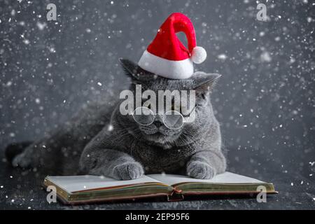 Eine junge große graue britische Katze in runden transparenten Gläsern und einem weihnachtsmann Hut liegt auf einem Notizbuch, Notebook. Stockfoto