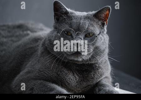 Auf einem Notizbuch, einem Notizbuch, liegt eine junge große graue britische Katze in einer runden transparenten Brille. Stockfoto