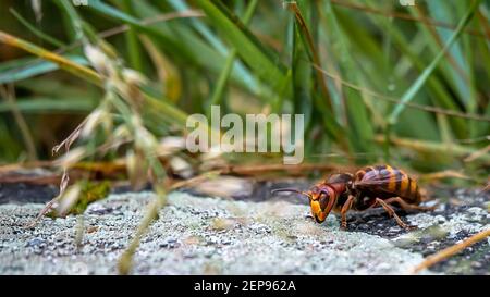 Asiatische Riesenhornisse. Eine vespa mandarinia im Garten. Lausanne, Schweiz. Killer Hornet. Mord Hornisse zu Imker. Stockfoto