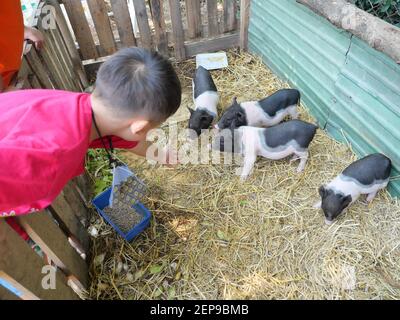 Asian Junge füttert Schwein auf einer Farm, Gruppe von Baby vietnamesischen Pot bauchige Schweine auf dem gelben Stroh in der Stall, Junge Landwirt in Thailand Stockfoto