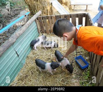 Asian Junge füttert Schwein auf einer Farm, Gruppe von Baby vietnamesischen Pot bauchige Schweine auf dem gelben Stroh in der Stall, Junge Landwirt in Thailand Stockfoto