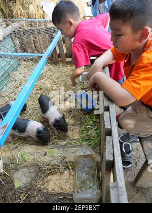 Asiatische Jungen füttern Schwein auf einer Farm, Gruppe von Baby vietnamesischen Pot bauchige Schweine auf dem gelben Stroh im Stall, Junge Landwirt in Thailand Stockfoto