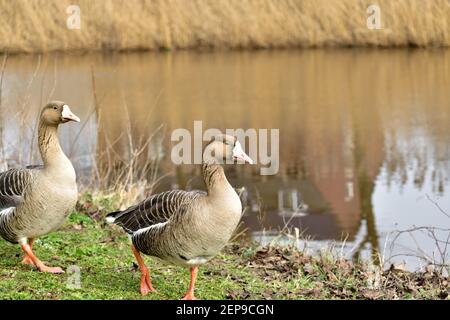 Ein süßes Paar kanadischer Gänse, die am grasbewachsenen Ufer eines Kanals in Grave, Niederlande, spazieren Stockfoto