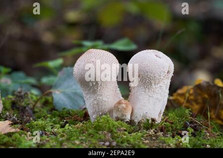 Essbarer Pilz Lycoperdon perlatum im Birkenwald. Bekannt als gewöhnlicher Kugelball. Im Moos wachsende Wildpilze. Stockfoto