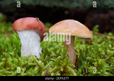 Gomphidius roseus links parasitiert auf dem Myzel des Suillus bovinus rechts. Im Moos wachsende Wildpilze. Stockfoto