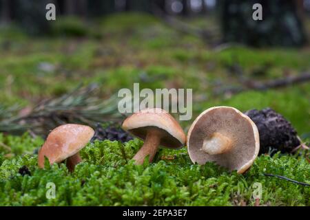 Essbarer Pilz Suillus bovinus im Kiefernwald. Bekannt als Jersey Kuhpilz oder Rind Bolete. Im Moos wachsende Wildpilze. Stockfoto