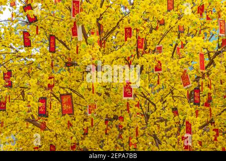 Vollformat-Foto von glücklichen Geld hängen an schönen Aprikose Blütenbaum Stockfoto