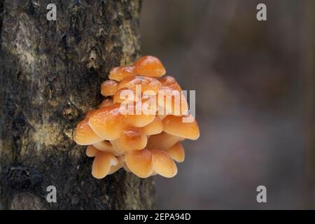 Essbarer Winterpilz Flammulina velutipes im Auenwald. Bekannt als Samtschaft, Enoki oder Enokitake. Wildpilze wachsen auf dem Baum. Stockfoto