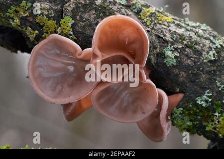 Essbarer Pilz Auricularia auricula-judae im Auenwald. Bekannt als Judenohr, Holzohr, schwarzer Pilz oder Geleeohr. Wilde Pilze. Stockfoto