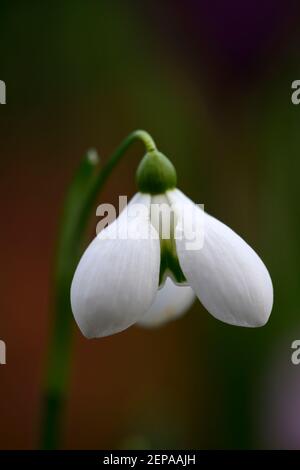 galanthus kleines dorrit, Schneeglöckchen, Schneeglöckchen, Frühling, Blume, Blumen, Blüte, weiß, grüne Markierung, Markierungen, markiert, Markierung, RM Floral Stockfoto