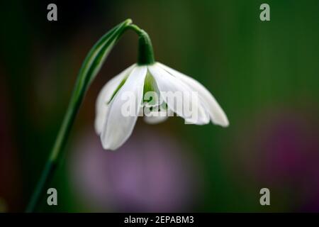 Galanthus Timm's Hill Poe, doppelter Schneeglöckchen, Schneeglöckchen, Frühling, Blume, Blumen, blühend, weiß, grüne Markierung, Markierungen, markiert, Markierung, RM Floral Stockfoto