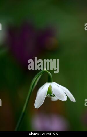 Galanthus Timm's Hill Poe, doppelter Schneeglöckchen, Schneeglöckchen, Frühling, Blume, Blumen, blühend, weiß, grüne Markierung, Markierungen, markiert, Markierung, RM Floral Stockfoto