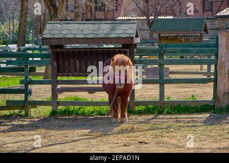 Ein sehr niedliches shetland Pony Pferd steht auf dem Boden in seiner Scheune von Zäunen aus Holz bedeckt. Kleines shetland-Pony mit Kette verbunden. Stockfoto