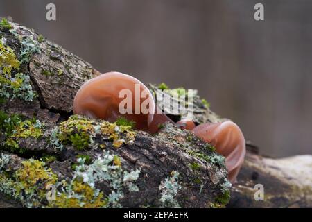 Essbarer Pilz Auricularia auricula-judae im Auenwald. Bekannt als Judenohr, Holzohr, schwarzer Pilz oder Geleeohr. Wilde Pilze. Stockfoto