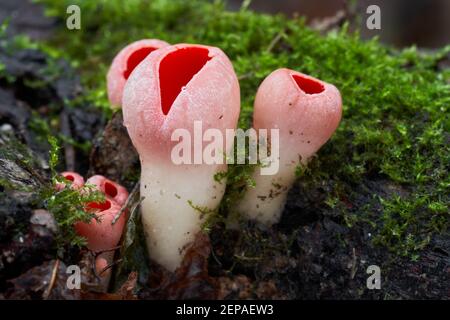 Ungenießbarer Pilz Sarcoscypha coccinea im Auenwald. Bekannt als Scarlet Cup. Wilder roter Pilz wächst auf dem Holz. Stockfoto