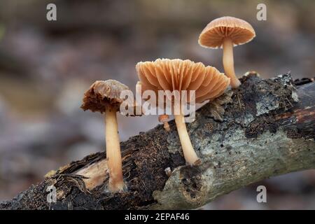 Speisepilz Tubaria furfuracea im Auenwald. Bekannt als Scurfy Twiglet. Wildpilze wachsen auf dem Holz. Stockfoto