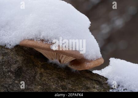 Speisepilz Pleurotus ostreatus im Auenwald. Bekannt als Austernpilz. Austernpilz wächst auf dem Holz. Stockfoto