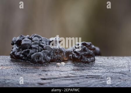 Ungenießbarer Pilz Exidia nigricans im Auenwald. Bekannt als Hexenbutter. Schwarzer Gelee-ähnlicher Pilz, der auf dem Holz wächst. Stockfoto