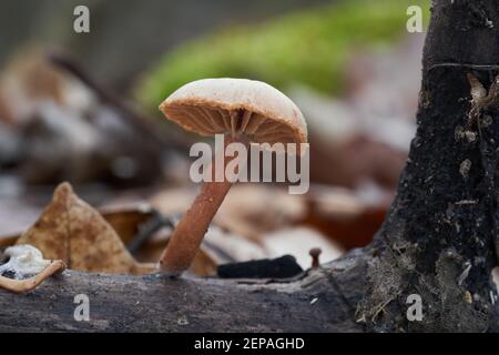 Speisepilz Tubaria furfuracea im Auenwald. Bekannt als Scurfy Twiglet. Wilder Pilz wächst auf dem Holz. Stockfoto