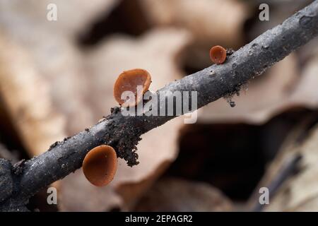 Einer der ersten Frühlingspilze Rutstroemia bolaris im Laubwald. Kleine wilde Pilze, die auf einem Ast der Hainbuche wachsen. Stockfoto