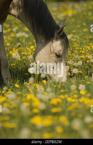 Weißes Pferd in einer Löwenzahn überzünchigen Wiese Stockfoto