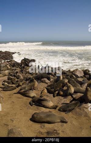 Atlantikküste und Pelzrobben Kolonie Stockfoto