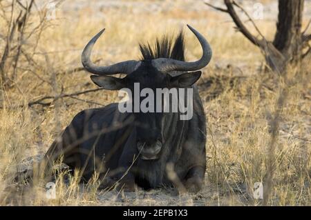 Erholsame Wildnis Stockfoto