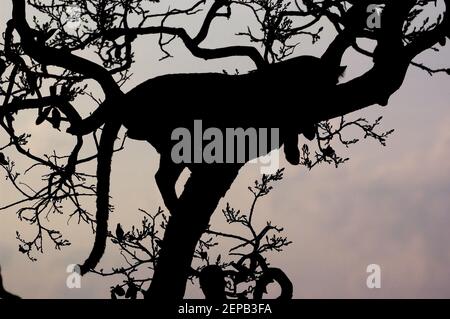 Silhouette eines Leoparden 1 Stockfoto