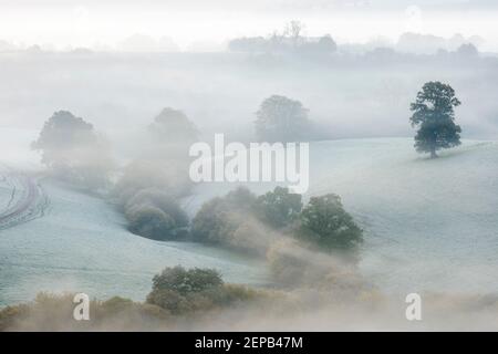 Baumreihen, die an einem Herbstmorgen in Somerset in starkem Nebel gehüllt sind. Stockfoto