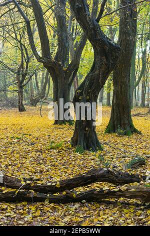 Urwald mit alten Baeumen, Urwald Baumweg, Münsterland, Stockfoto