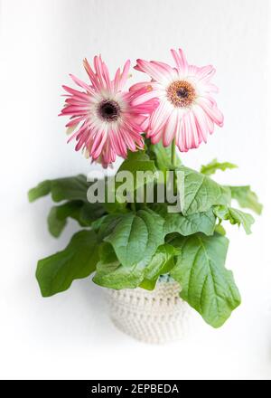 Isolierte rosa und weiße Doppel-Gerbera Gänseblümchen in einem gestrickten weißen Topf an einer weißen Wand gehängt. Stockfoto